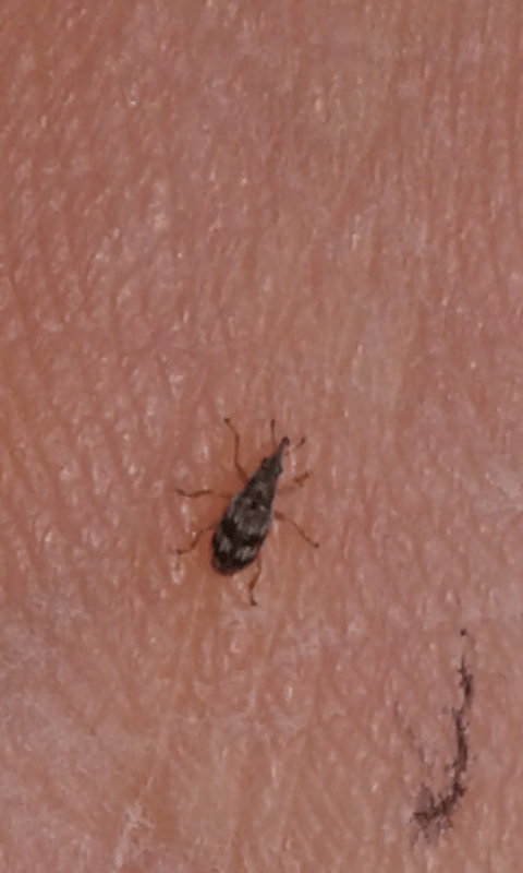 Apionidae da ID 1